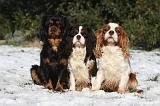 CAVALIER KING CHARLES 537